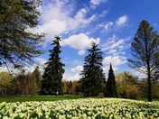 Sea of beautiful flowers