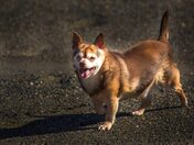 The Dog Days of April