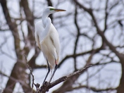 "Green" Great Egret