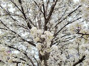 White blossoms