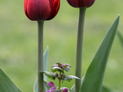 The Tulips