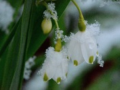 Fresh Bloom