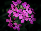 Spring flowers 