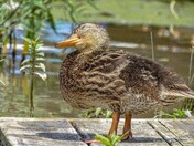 The cutest lil Duckling