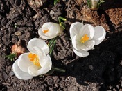 Crocuses