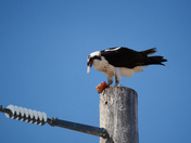 Hungry after a long journey