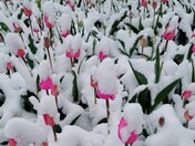 Tulips in snow
