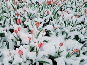 Tulips in snow
