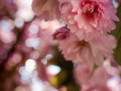 Cherry Blossoms