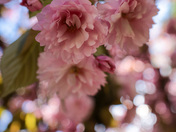 Cherry Blossoms