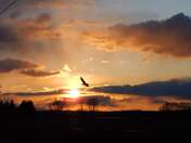 Freedom 