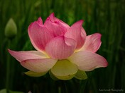 The Indian Lotus flower