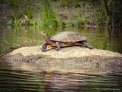 Catching some sun........