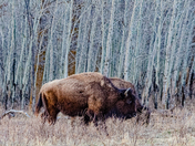 Bison, Elk Island National Park, Alberta, Canada
