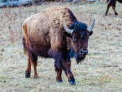 Bison, Elk Island National Park, Alberta, Canada