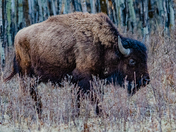 Bison, Elk Island National Park, Alberta, Canada