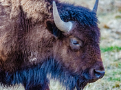 Bison, Elk Island National Park, Alberta, Canada