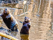 Great Canadian Dancing Beaver