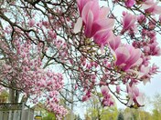 Magnolia blooms