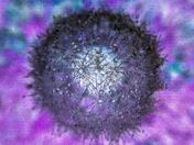 Inverted Colors of a Dandelion