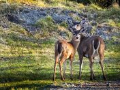 Got a Good Head on Her