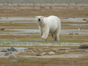 Polar Bear, Hudson Bay Lowlands