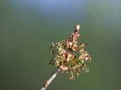 red maple bloom after the recent snow
