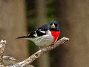 Rose-breasted grosbeak