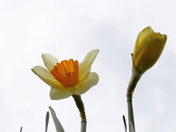  Daffodils