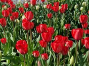 Red and white Tulips