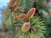 Tiny pine cones 