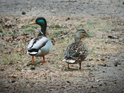 A lovely Mallard pair