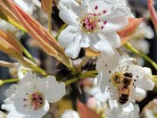 Bee and Pear tree blossoms