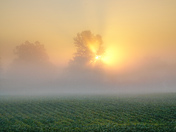Fog 