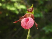 lady slipper