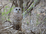 Barred owl