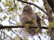 Barred owl ruffled feathers