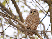 Barred owl ruffled feathers