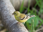 American Goldfinch