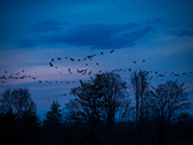 Canadian Geese Flock