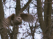 Barred owl in flight