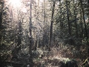 Mornings in the forest 