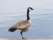 Surveying His Domain