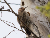 Northern Flicker 
