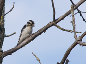 Downy Woodpecker