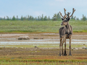 Caribou, Hudson Bay coast