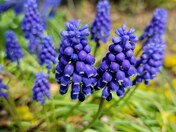 Grape Hyacinths 