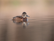 Ring-Necked Duck