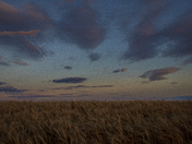 Sunset Skies Over Wheat