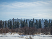 Layers of Trees